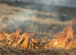 Новороссийцам следует воздержаться от посещения леса