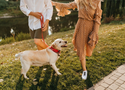 Новороссийцев скоро могут начать штрафовать за неправильный выгул домашних животных