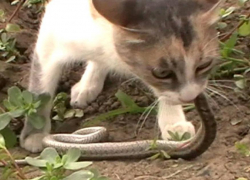 Кубанские коты настолько суровы, что борются со змеями плечом к плечу со спасателями