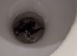Плюс фобия: в унитаз к новороссийцу попала летучая мышь