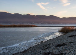 Сотни бакланов найдены мертвыми на Черноморском побережье Новороссийска