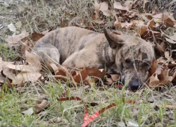 В Новороссийске хозяин выкинул собаку из окна: волонтёры бьют тревогу