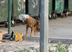 Собака с бутылкой на морде несколько дней бегает по Новороссийску
