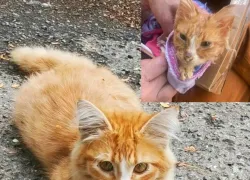 Спасение Феникса и новогоднее чудо: новороссийцы продолжают делиться добрыми историями с «Блокнотом»