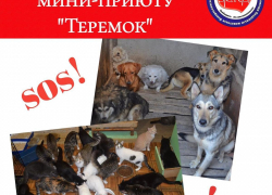 Хозяйка приюта в Новороссийске тяжело заболела, а 50 собак и кошек голодные