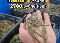 ТОВАР ДНЯ! Раки XXL – для тех, кто задумал объесться ракообразными в Новороссийске до отвала