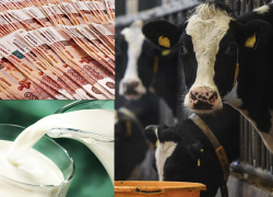 Правительство поддержит новороссийских «молочников», овцеводов и селекционеров