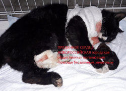 В Новороссийске неизвестный расстрелял кота