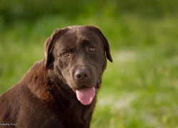 Хозяева ищут собаку в Новороссийске