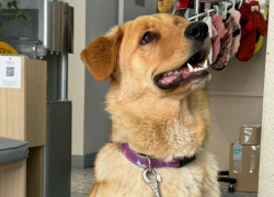 Послушная и добрая девчонка ищет дом в Новороссийске