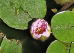 Гороскоп от «Блокнота»: Овнам прислушаться к себе, а Рыбам позволить себе отдохнуть 