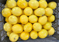 С лимонами из Турции в Новороссийск прибыло опасное насекомое 