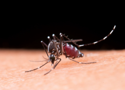 Из-за глобального потепления в Новороссийске может появиться еще больше смертельно опасных комаров
