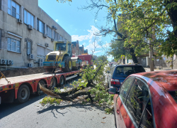 Даже без ветра: большое дерево упало на улице Конституции в Новороссийске