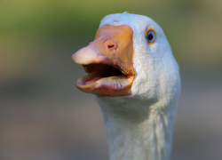 "Утиные истории" по-новороссийски: полицейские раскрыли необычное преступление