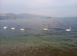 Атака БПЛА атакой, а стрельбы в Новороссийске - по расписанию