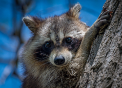 Енотам Краснодарского края поступают угрозы 