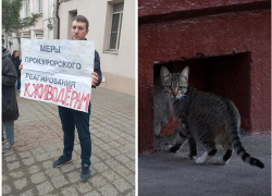 Новороссийцы вышли на пикет с призывом открыть подвал, где могли замуровать кошек 