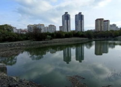 Зелени не хватает: жительница Новороссийска указала властям на проблемные зоны