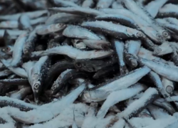 Фестиваля не будет! "ХамсаФест" в этом году в Новороссийске отменяется