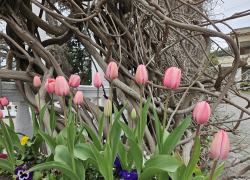 Погода в Новороссийске: в Международный женский день выглянет солнышко 