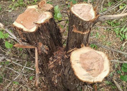 Чем дальше в лес, тем больше дров: кто и зачем вырубает можжевельник под Новороссийском