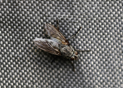 Мертвые мухи, грязные руки и антисанитария — 30 человек в России подхватили инфекцию из-за воды