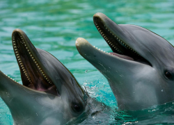 Почему опасно подплывать к дельфинам на пляжах Новороссийска
