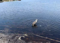 В Краснодарском крае выпустили на волю птиц, прошедших реабилитацию под Анапой  