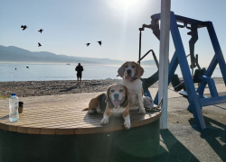 Гороскоп от "Блокнота": Львам довериться интуиции, а Близнецам пора заняться финансами