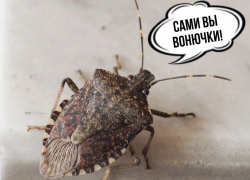 Вонючки атакуют Новороссийск и города Кубани: закрывайте носы 