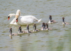 Новороссийская семья лебедей исчезла: вспоминаем лучшие кадры семейства 