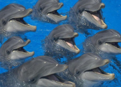 Океанологи из Сочи будут считать дельфинов в Черном море