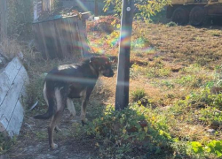 Брошенный хозяином голодный пёс напал на семилетнюю девочку из Новороссийска