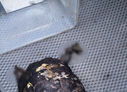 Слезла кожа, обгорели лапки — халатность погубила краснокнижную черепаху в Новороссийске