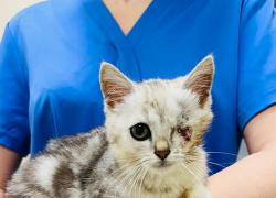 Ласковый маленький котик из Новороссийска ищет любящую семью