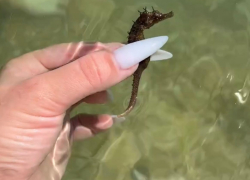 Жительница черноморского побережья обнаружила чудо-рыбку