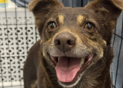 Друг вдруг оказался не нужен: собака из Новороссийска ждёт в ветклинике хозяина