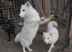 “Животные лезли под горящий дом” — вблизи Новороссийска сгорел приют лисят