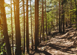 Исторический рекорд: под Новороссийском высадили 80 тысяч деревьев 