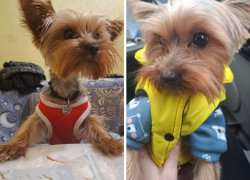  Новороссийцев просят помочь найти Микки: дома его ждут 