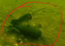 Обнаружена бомба на пляже Алексино