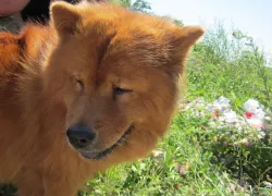 Где владельцам собак из Новороссийска запрещено быть с питомцами: вступил в силу новый закон 