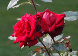 Женщины Приморского района в Новороссийске потребовали розы