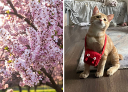 Новороссийцы посадили миндаль и завели кота: чей позитив круче