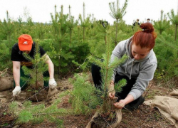 В Краснодарском крае за пять лет восстановят 120 гектаров леса