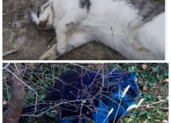 Кошки мертвые и кошки синие — что есть правда, а что — фейк