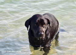 Пёс, любящий купаться в Чёрном море, ищет дом: жизнь на пляже Новороссийска его потрепала 