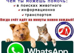 Мобильная группа помощи животным появилась в Новороссийске