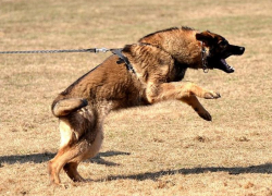 Нападение собаки в Новороссийске: уголовное дело возбудил Следком